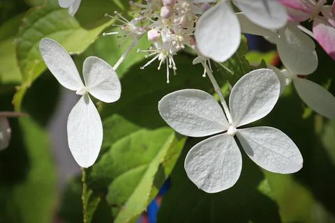 Macro of teo four leafed hydrangea flowers Stock Photos