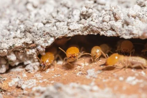 Macro termites are walking on the logs. Stock Photos