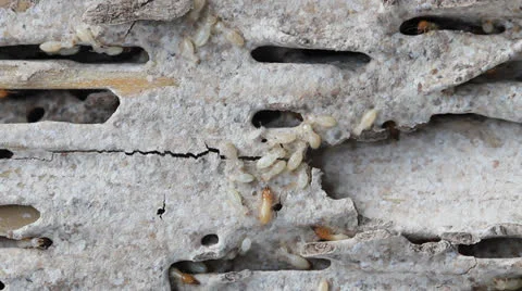 Macro of termites on a plank of wood. Stock Footage 22606826