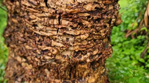 ​Macro Texture of Ancient Tree Bark on Decades-Old Trunk in Tropical Forest Video stock 331259669