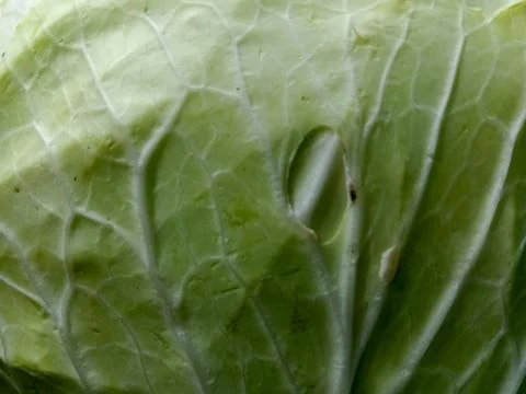 Macro texture background of green cabbage leaf Stock Photos