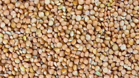 Macro texture background of raw brown lentils masoor dal seeds 스톡 동영상 340581283