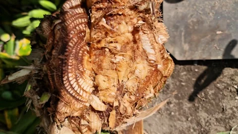 Macro Texture of Banana Stem Cross 스톡 동영상 331554020