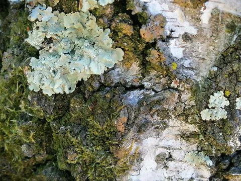 Macro texture of birch bark . Close up photo Stock Photos