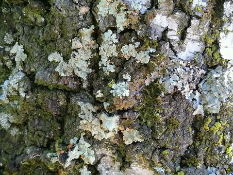 Macro texture of birch bark . Close up photo Stock Photos