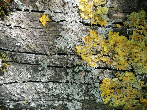 Macro texture of birch bark with gold moss . Close up photo Stock Photos