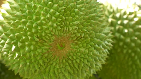 Macro Texture of Black Thorn Durian Star Shape Bottom Stock Footage 335549308