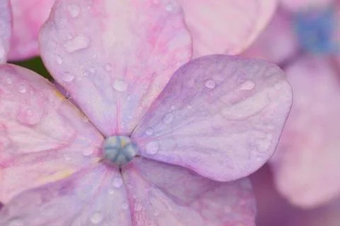 Macro texture of blue colored hydrangea flowers Stock Photos