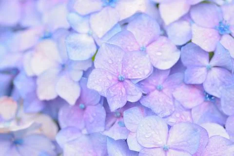 Macro texture of blue colored hydrangea flowers Stock Photos