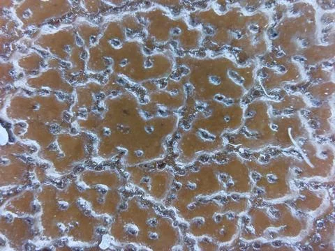 Macro texture of brown leather background with selective focus and copy space, Stock Photos