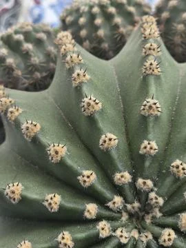 Macro texture of cactus spines and ribs. Stock Photos