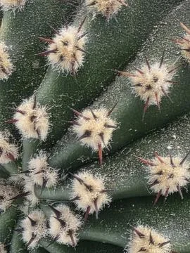 Macro texture of cactus spines and ribs. Stock Photos