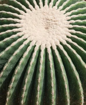 Macro texture of cactus without thorns in tenno green color. Background, soft Stock Photos