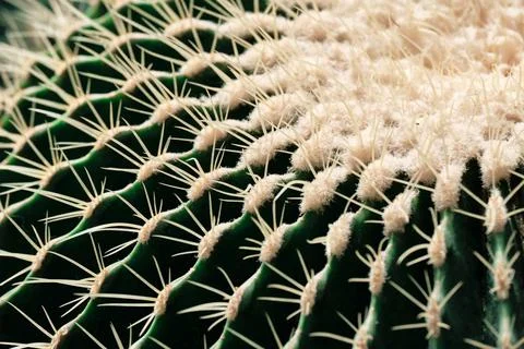 Macro texture of cactus without thorns in tenno green color. Background, soft Stock Photos