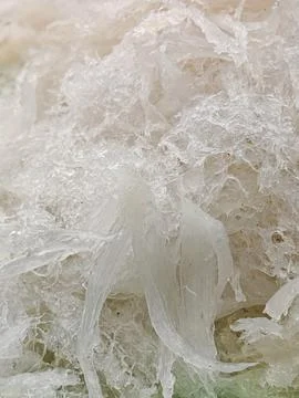 Macro Texture of Cleaned Edible Bird's Nest Fibers Photos