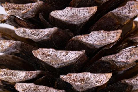 Macro texture of a cone background Stock Photos