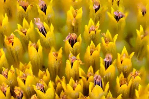 Macro texture core of sun flower, sunflower close-up Stock Photos