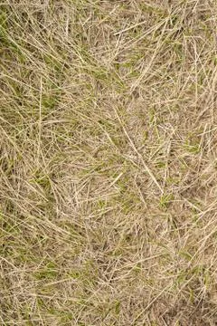 Macro texture of crushed dry grass,straw in the sun. Stock Photos