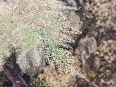 Macro Texture of Delicate Green Asparagus Fern Needle Fronds Stock-Fotos