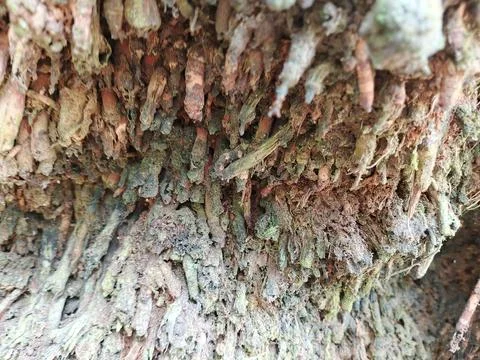 Macro Texture of Dense Fibrous Roots at the Base of a Tree Trunk Stock Photos