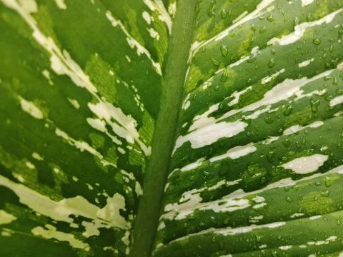 Macro Texture of Dieffenbachia Leaf with White Variegation and Water Droplets Stock Photos