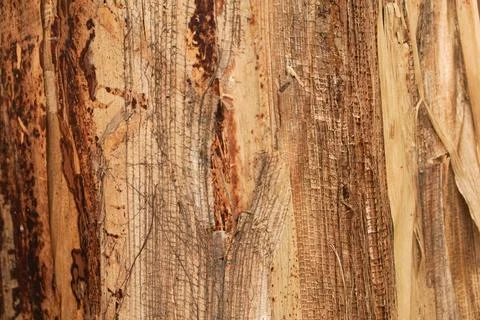 Macro Texture of Dried Banana Tree Trunk Bark for Natural Background 스톡 사진