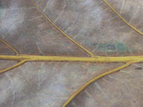Macro texture of dried brown leaf with yellow veins in the background Foto stock