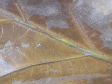 Macro texture of dried brown leaf with yellow veins in the background Stock Photos