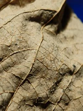 Macro Texture of Dry Autumn Leaf, Detailed Veins of Withered Foliage Stock Photos