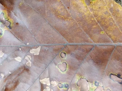 Macro Texture of Dry Brown Leaf Surface with Veins and Spots 写真素材