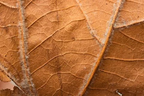 Macro Texture of Dry Brown Leaf Veins and Fine Surface Hairs Stock Photos