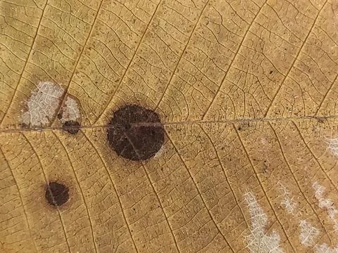 Macro Texture Of Dry Brown Leaf Skeleton With Vein Pattern Stock Photos