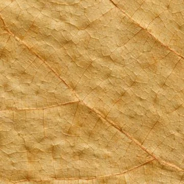 Macro texture of dry leaf plants for the background. Foto stock