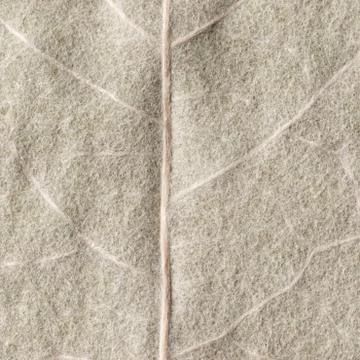 Macro texture of dry leaf plants for the background. Stock Photos