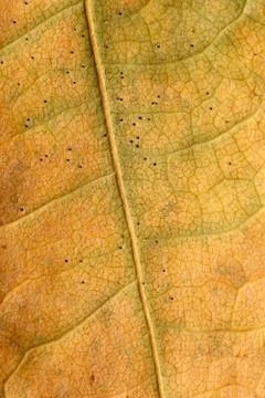 Macro texture of dry leaf plants for the background. Stock Photos