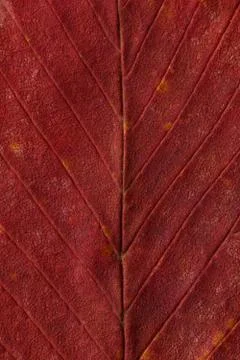 Macro texture of dry leaf plants for the background. Stock Photos