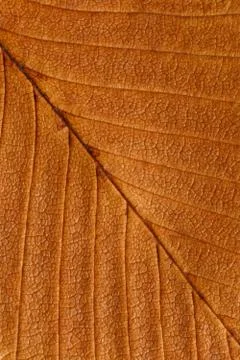 Macro texture of dry leaf plants for the background. Stock-Fotos
