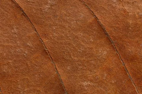 Macro texture of dry leaf plants for the background. Stock Photos