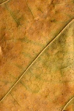 Macro texture of dry leaf plants for the background. Stock Photos