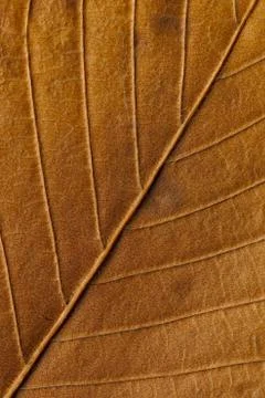 Macro texture of dry leaf plants for the background. Stock Photos