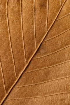 Macro texture of dry leaf plants for the background. Foto stock