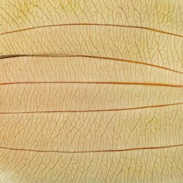 Macro texture of dry leaf plants for the background. Stock Photos