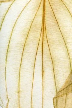Macro texture of dry leaf plants for the background. Foto stock