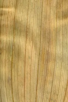 Macro texture of dry leaf plants for the background. Stock Photos