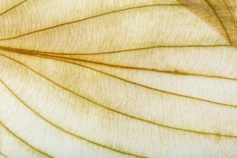 Macro texture of dry leaf plants for the background. Stock Photos