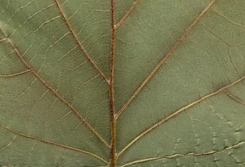 Macro texture of dry leaf plants for the background. Foto stock