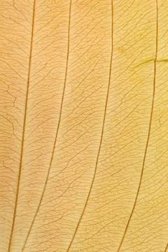 Macro texture of dry leaf plants for the background. Stock Photos