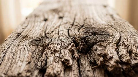Macro texture of dry wood surface in natural light Foto stock