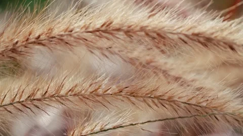 Macro Texture of Fluffy Ornamental Grass Plumes Stock Footage 346412616