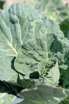 Macro texture of fresh green cabbage leaf Stock Photos